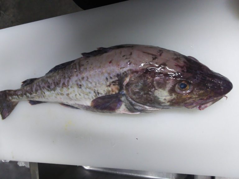 マダラ(真鱈)ってマズいの??美味しく食べる唯一の料理とは? | 魚と野菜のブログ