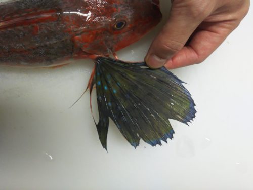 ホウボウの胸ビレ