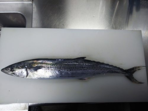 サゴシ 青箭魚 は青魚 白身魚 赤身魚 青魚の話 ぺピートのブログ