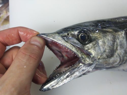 サゴシ 青箭魚 は青魚 白身魚 赤身魚 青魚の話 ぺピートのブログ