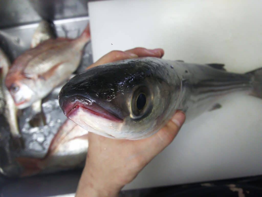 ボラをよく見たら「ゆるキャラ」として成立する顔立ちだった ぺピートのブログ