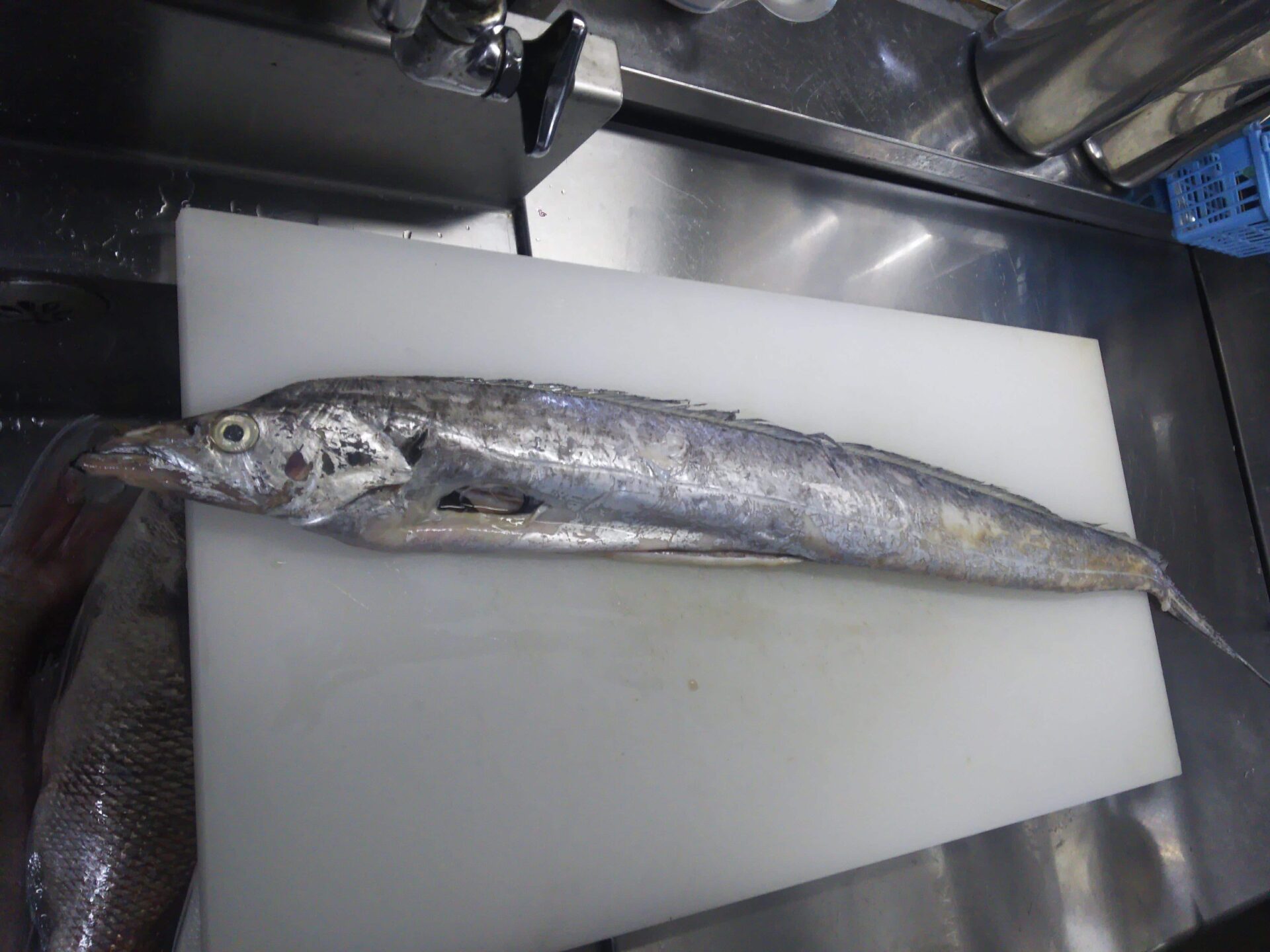 太刀魚 タチウオ のさばき方 食べ方 見分け方 ぺピートのブログ