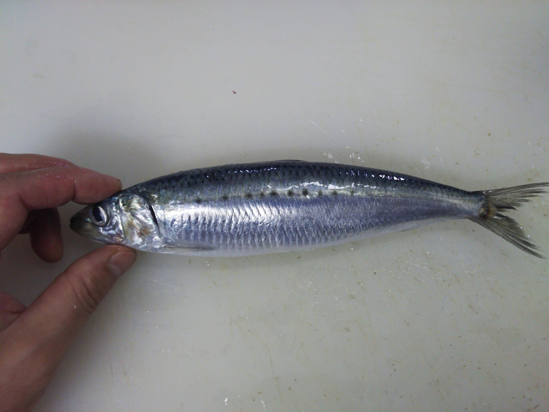 マイワシ（真鰯、sardine（サーディン））