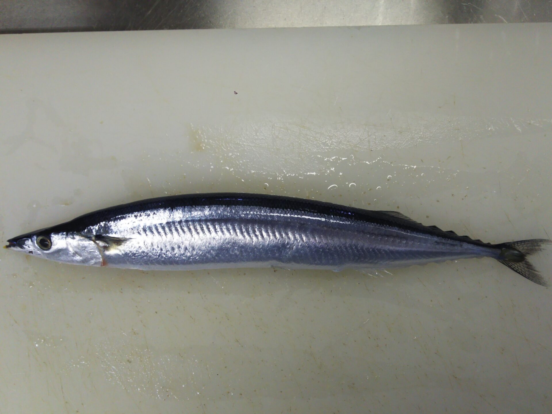 サンマ 秋刀魚 を毎日食べる鉄板レシピを紹介 気になるカロリーや糖質は ぺピートのブログ