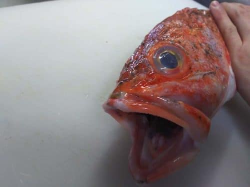 カサゴが高級魚になったのはなぜ 地味な根魚の値段が上がっている件 ぺピートのブログ