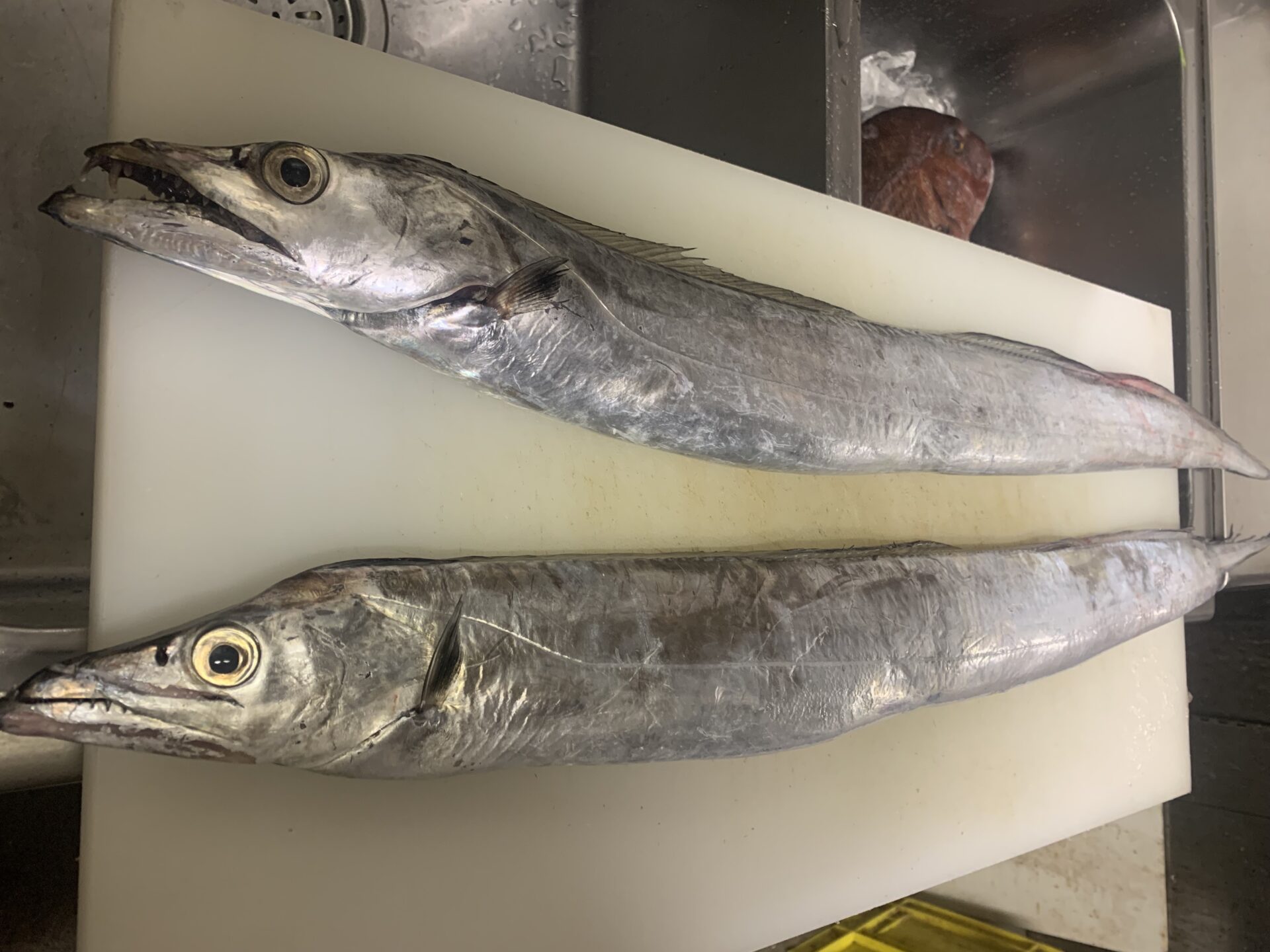 太刀魚 タチウオ にまつわる青魚 白身魚の話 トビウオとの違い ぺピートのブログ