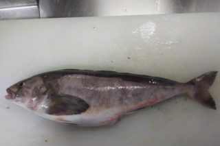 あら 魚荒 超高級魚 アラ の値段とは クエじゃない方のヤツです ぺピートのブログ