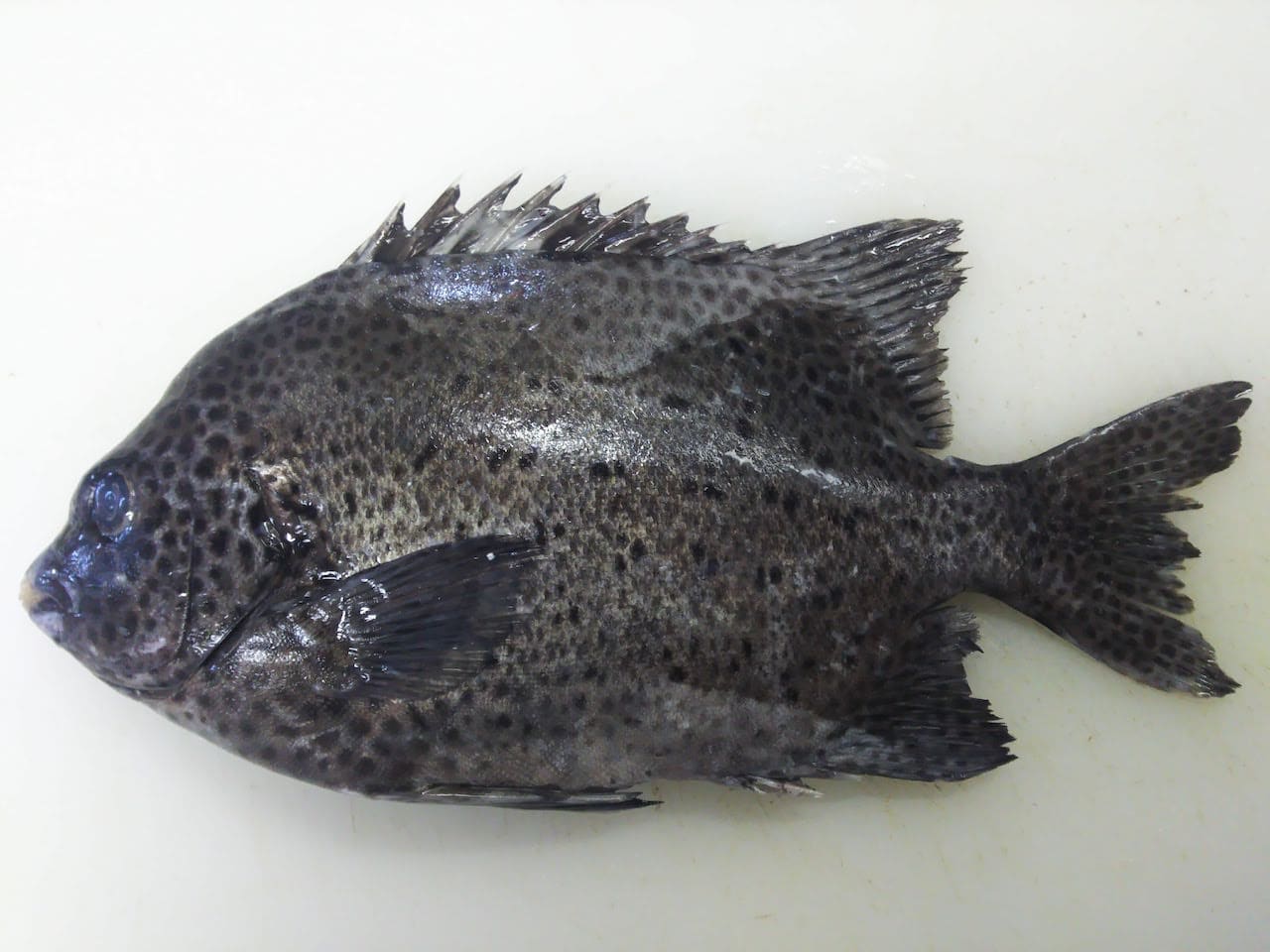イシガキダイ 石垣鯛 には毒がある シガテラ に注意すべき魚 ぺピートのブログ