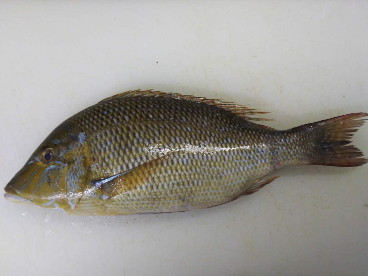 クチビ と呼ばれる魚の正体とは いろいろ 惜しい ハマフエフキのことです ぺピートのブログ