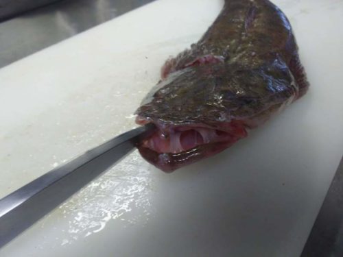 マゴチの値段は 通販での価格を調べたら料亭直行の高級魚だった ぺピートのブログ