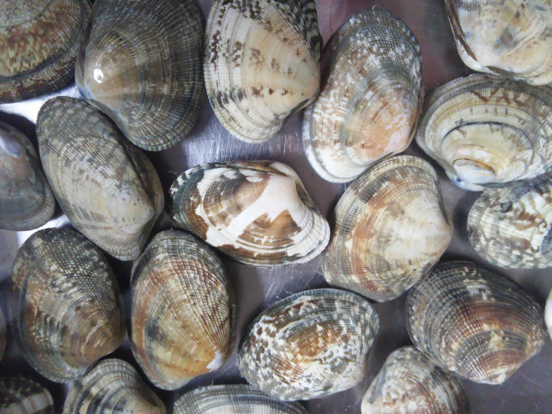 【アサリの鮮度の見分け方】寿命と年齢を知る方法について 魚と野菜のブログ