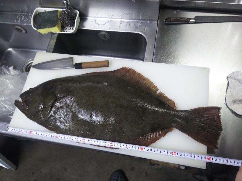 忍刀 ひらめき ヒラメ?カレイ?見分け方を徹底解説!エンガワの