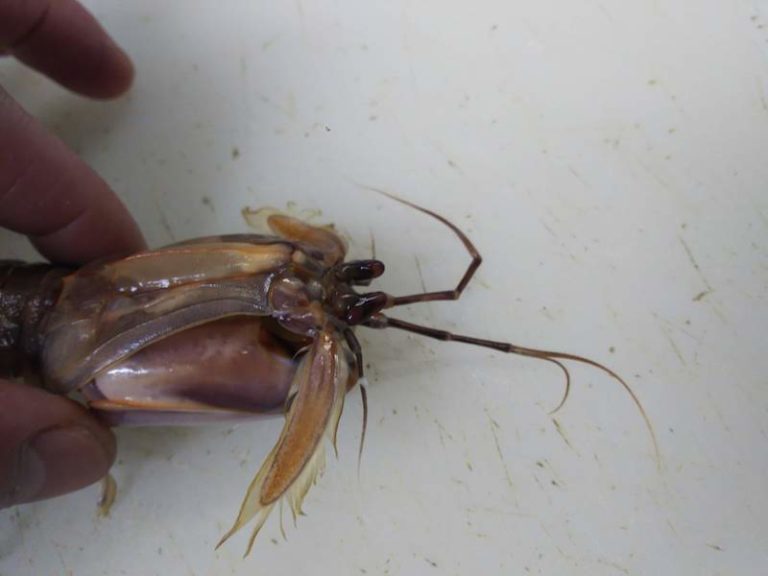 甲殻類「シャコ(蝦蛄)」とエビ(海老)の違いを徹底調査！実はシャコってエビじゃないらしい・・。 ぺピートのブログ