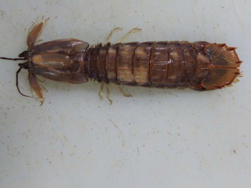 甲殻類 シャコ 蝦蛄 とエビ 海老 の違いを徹底調査 実はシャコってエビじゃないらしい ぺピートのブログ