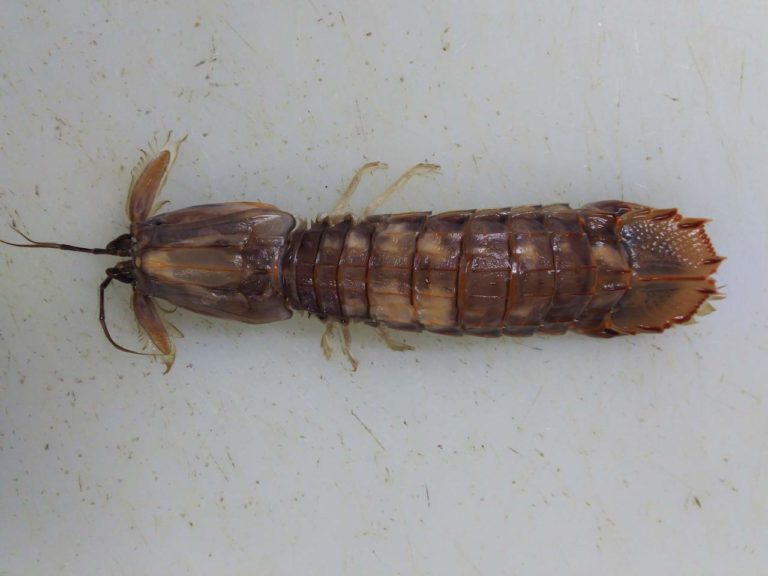 甲殻類「シャコ(蝦蛄)」とエビ(海老)の違いを徹底調査！実はシャコってエビじゃないらしい・・。 ぺピートのブログ