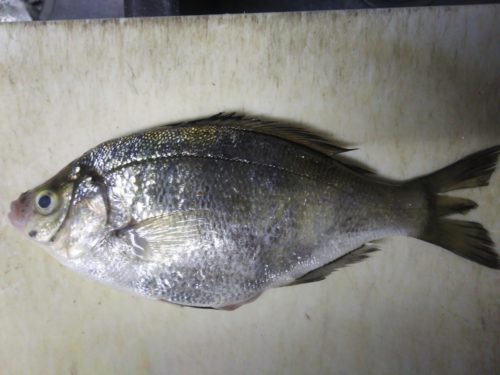 ウミタナゴはどんな魚 地味な魚の食べ方を紹介 ぺピートのブログ