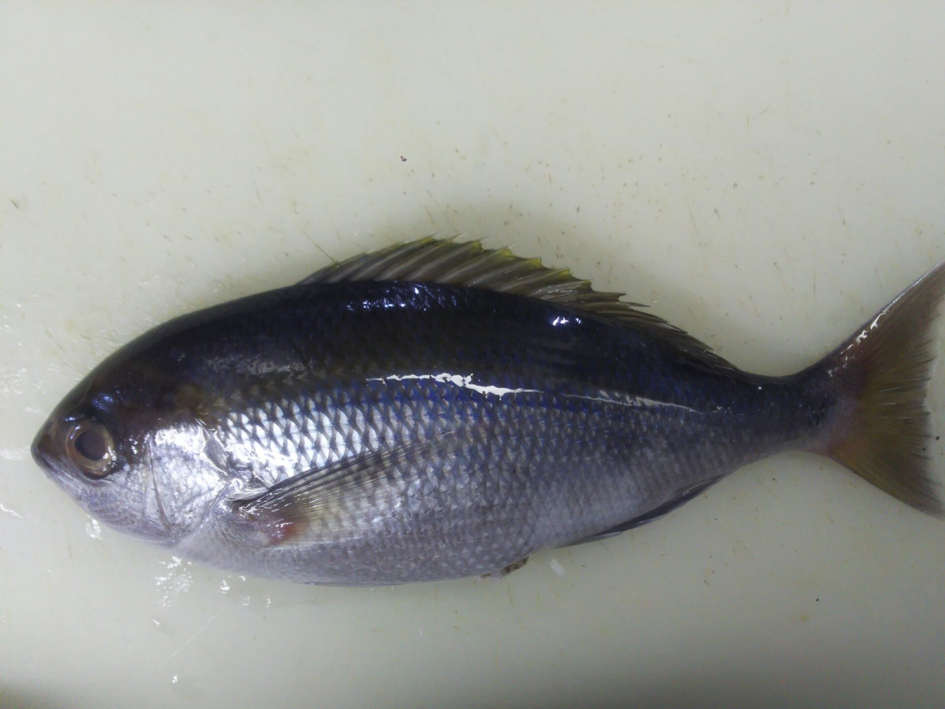青い鯛 アオダイ はこんな魚 やや高級魚の値段 ぺピートのブログ