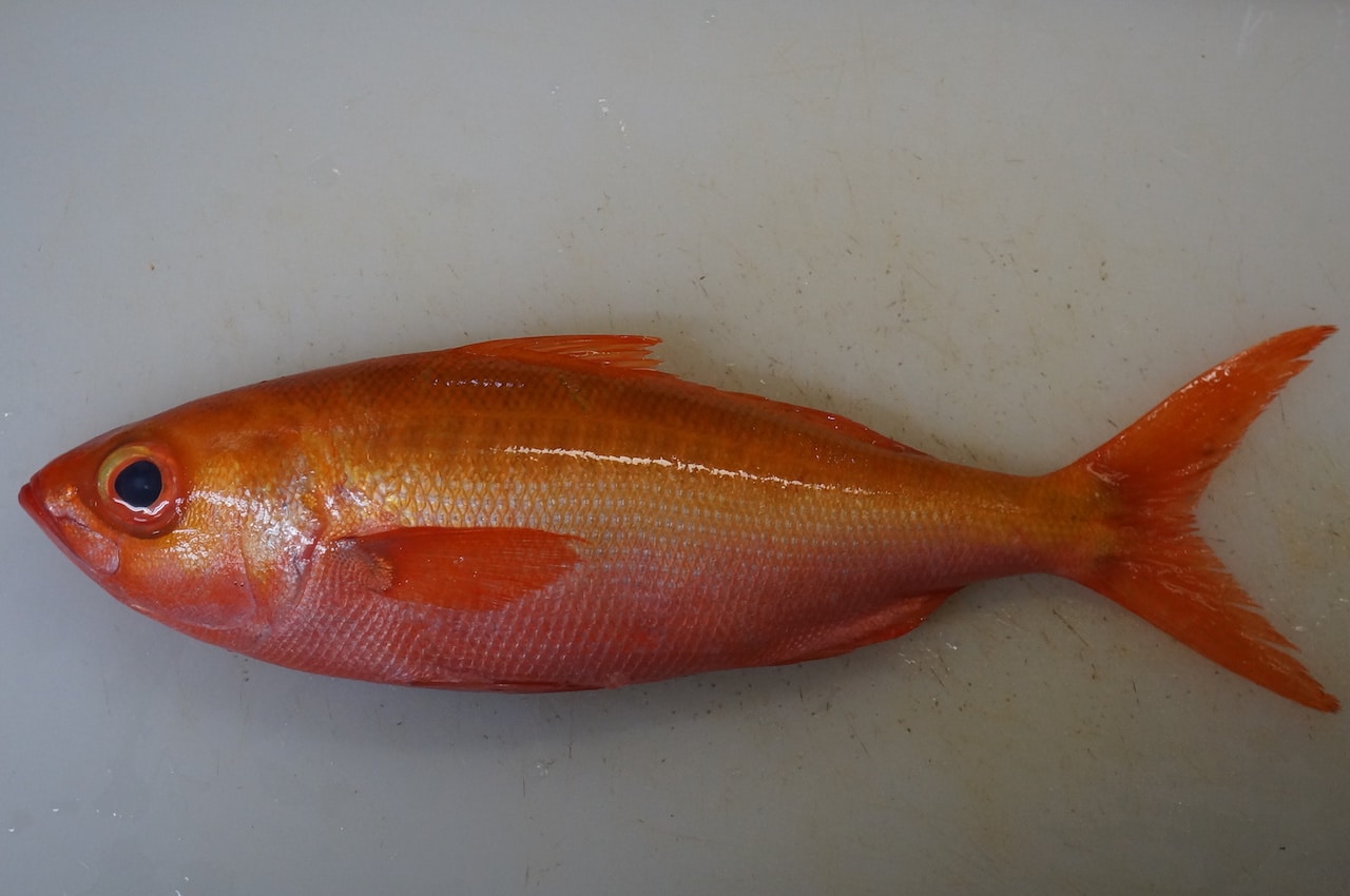 ハワイチビキ 布哇血引 は まずい のか 珍しい魚の食レポ ぺピートのブログ