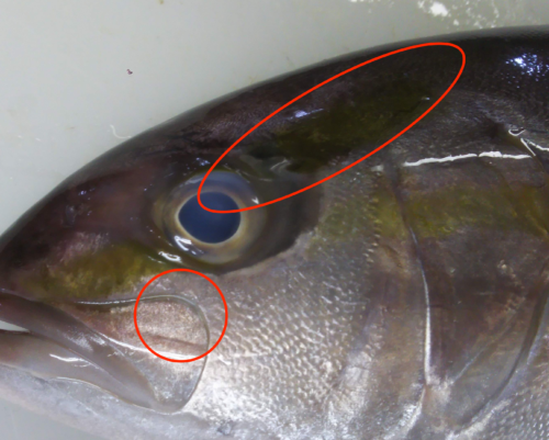 ブリ属３種の中でトップオブ高級魚 カンパチ 登場 ぺピートのブログ