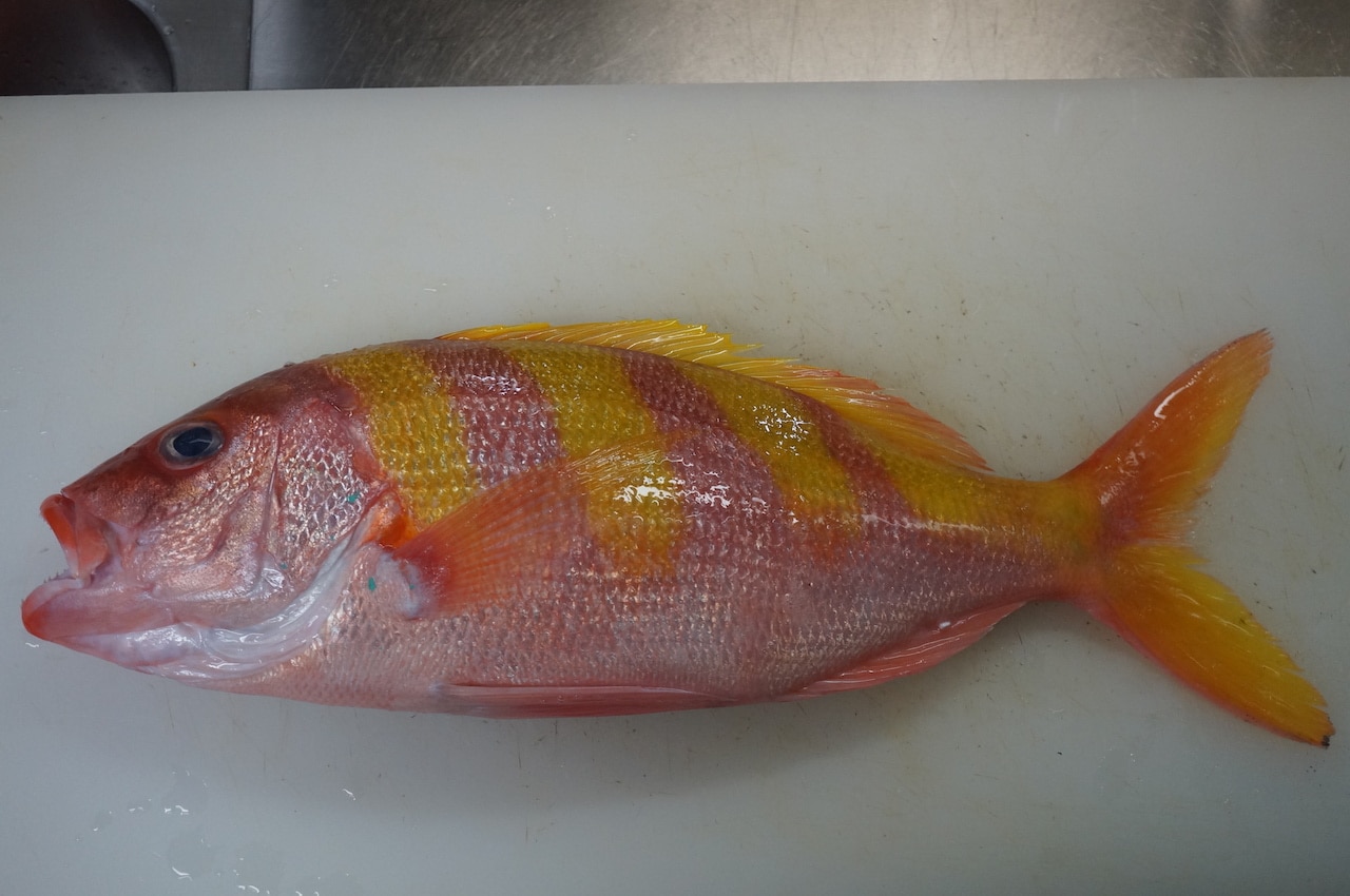 シマチビキとは 南国産のカラフルな白身魚はコスパ良し ぺピートのブログ