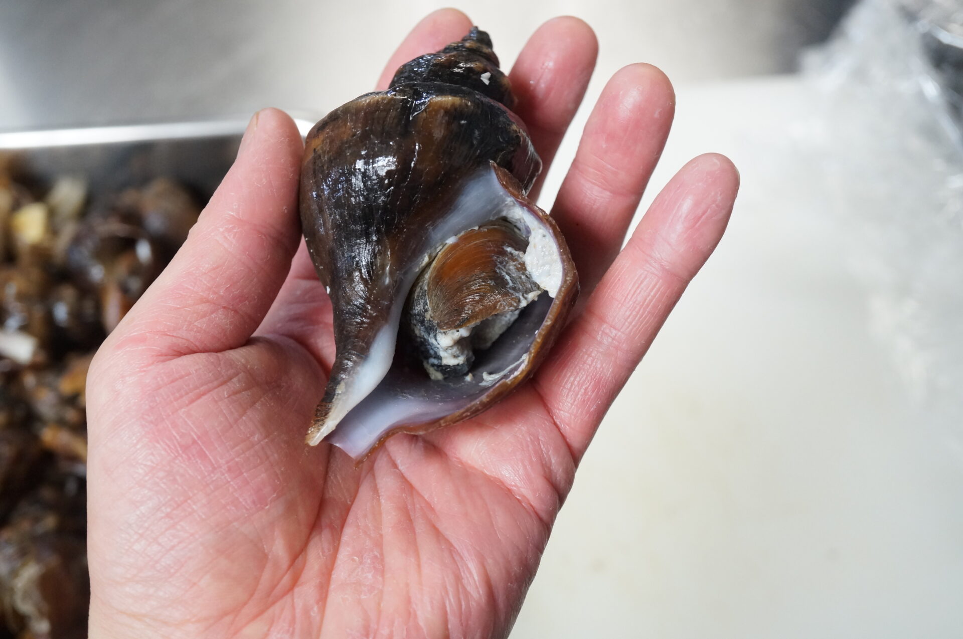 磯つぶ貝 エゾバイ の冷凍保存の方法と食べ方 ぺピートのブログ