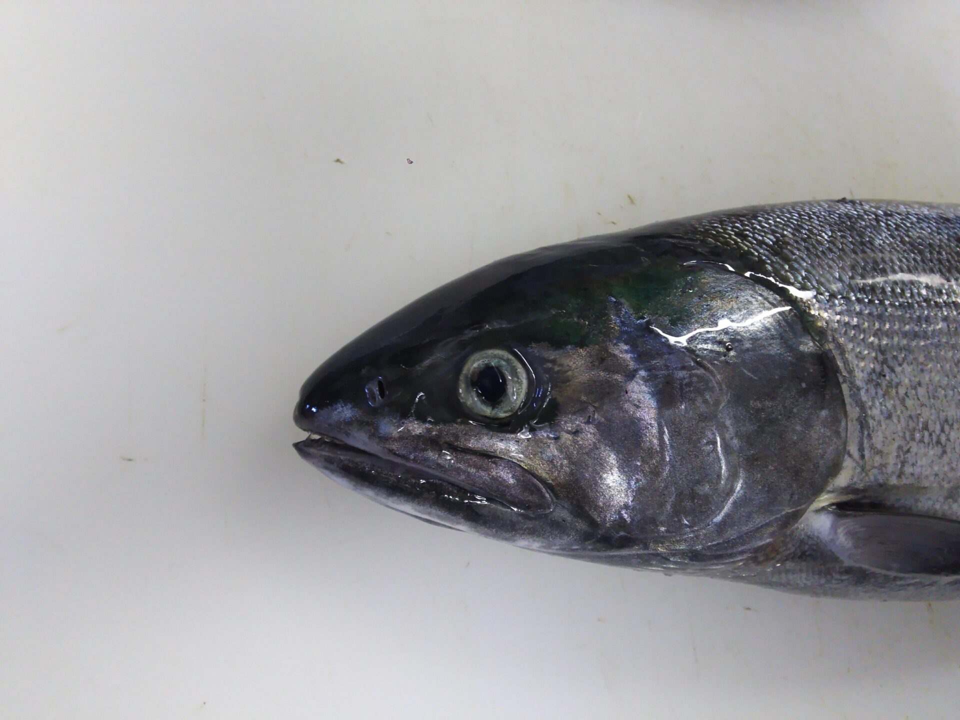 鮭 サケ オスメス 雄と雌 の違いと見分け方を習得しよう ぺピートのブログ