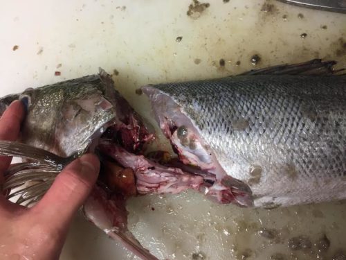 魚の苦玉 にがだま とは その正体は人間にもある臓器 胆嚢 たんのう のこと ぺピートのブログ