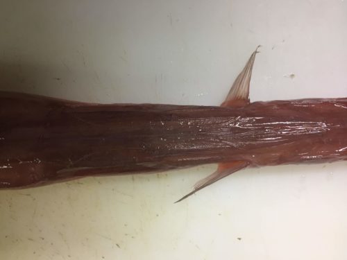 細長い魚 ヤガラ を紹介 一目見たら忘れられない高級魚 ぺピートのブログ
