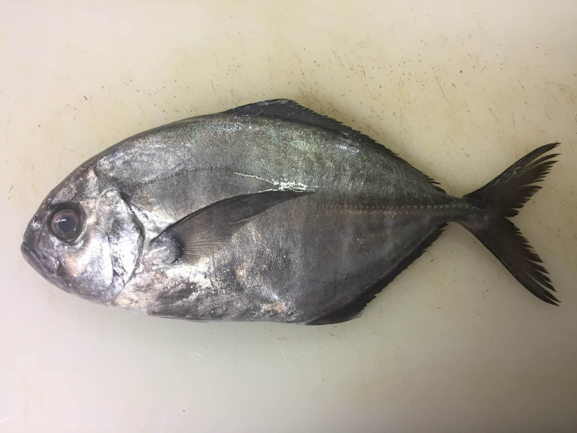 アジ 鯵 の仲間 オキアジという珍しい魚を紹介します ぺピートのブログ