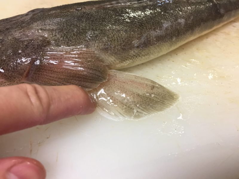 マゴチの値段は 通販での価格を調べたら料亭直行の高級魚だった ぺピートのブログ