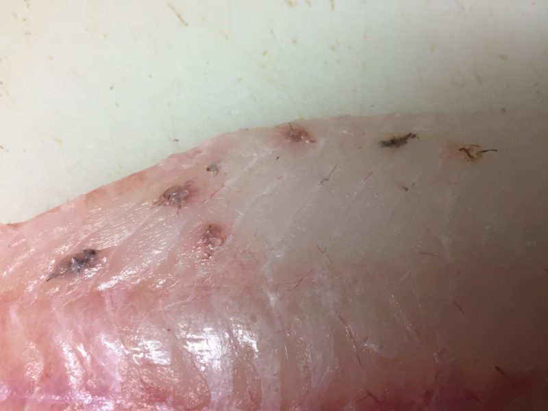 キジハタ 病気 寄生虫 謎の黒ゴマが魚の身をむしばんでいた ぺピートのブログ