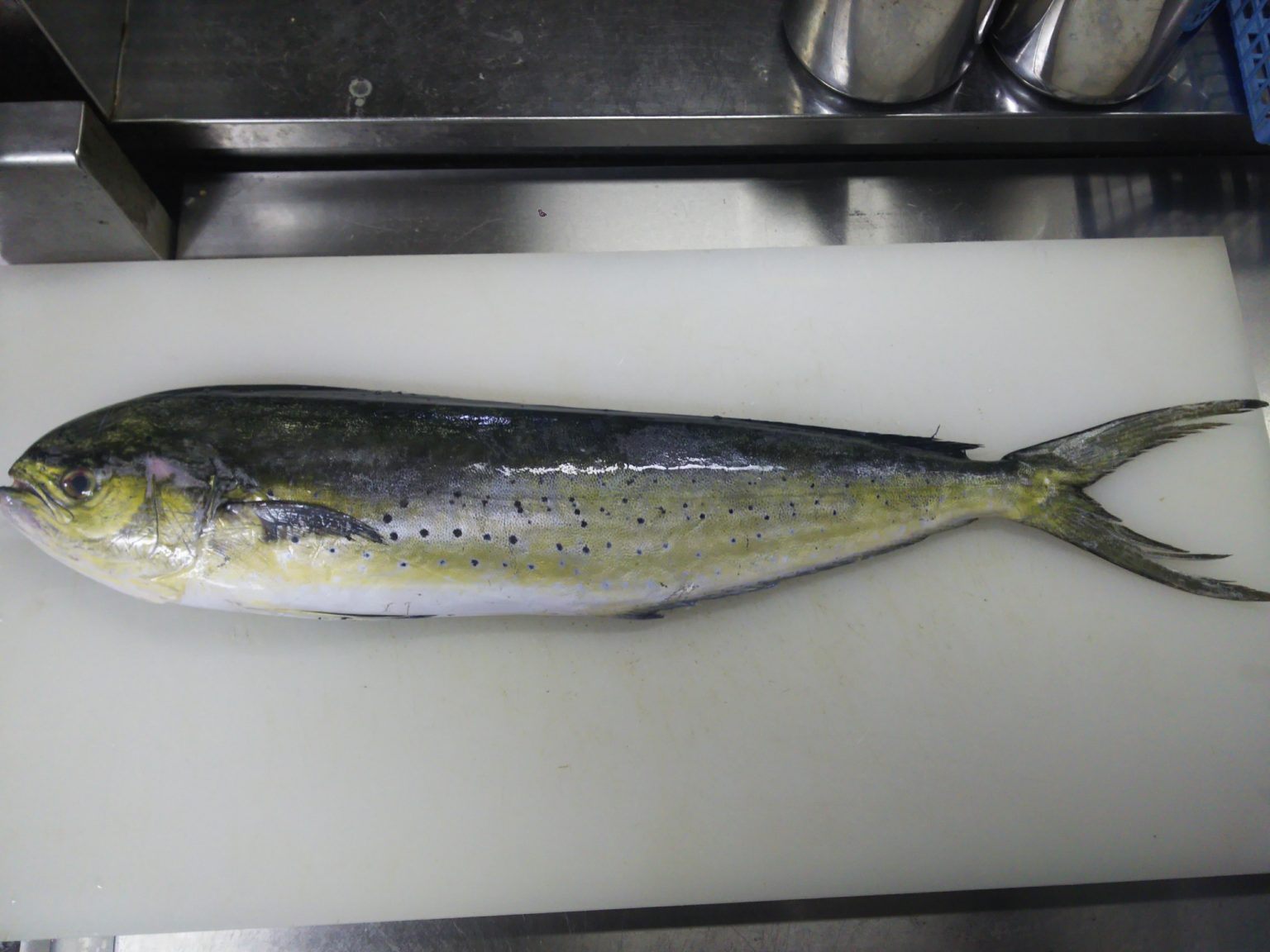 シイラとシーラカンスの違い【モンスターフィッシュvs生きた化石】 ぺピートのブログ