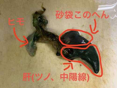 アワビの肝（ツノ、中陽線）とヒモ