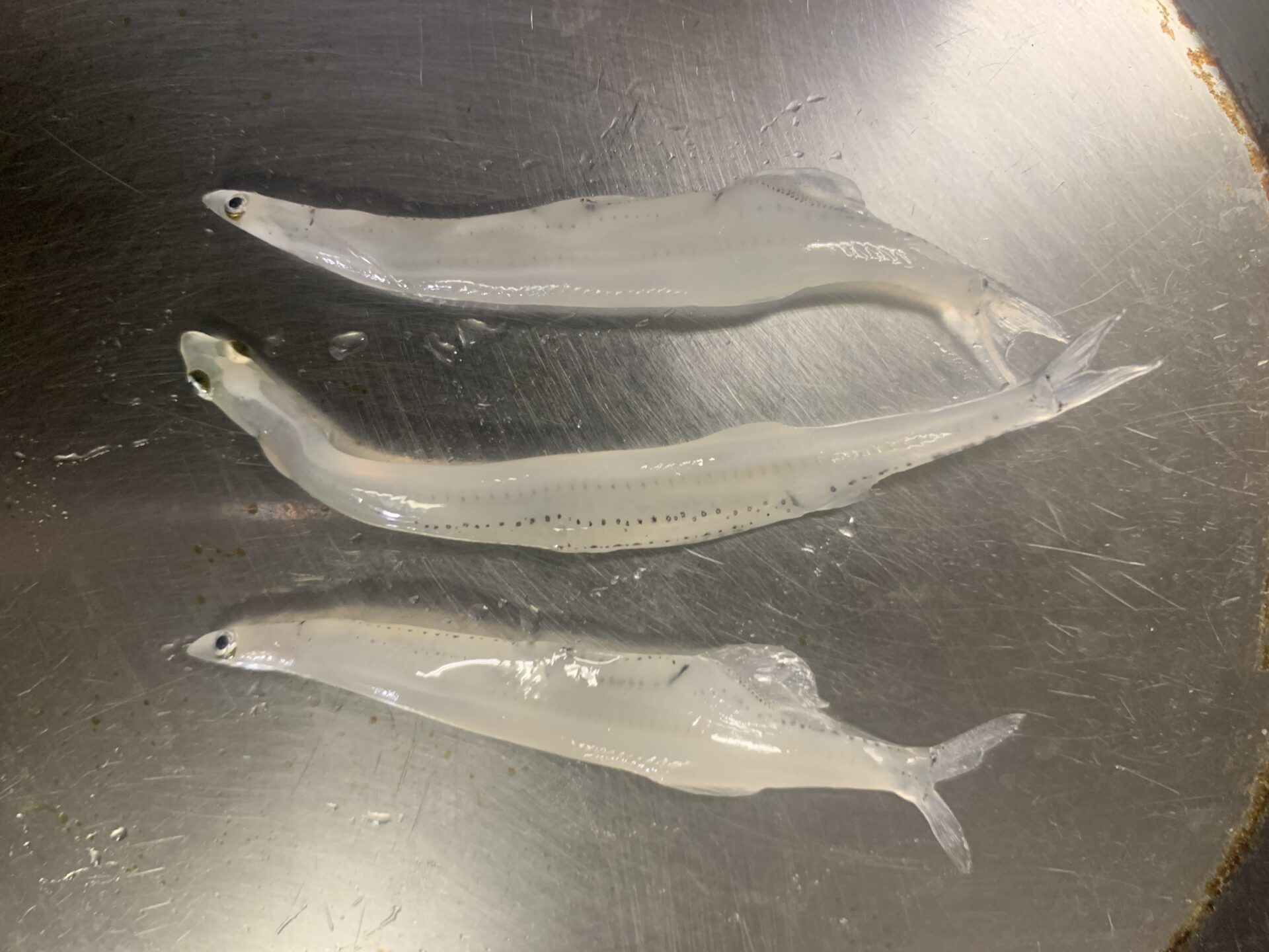 白魚(シラウオ)とは??何の稚魚なの? 魚と野菜のブログ
